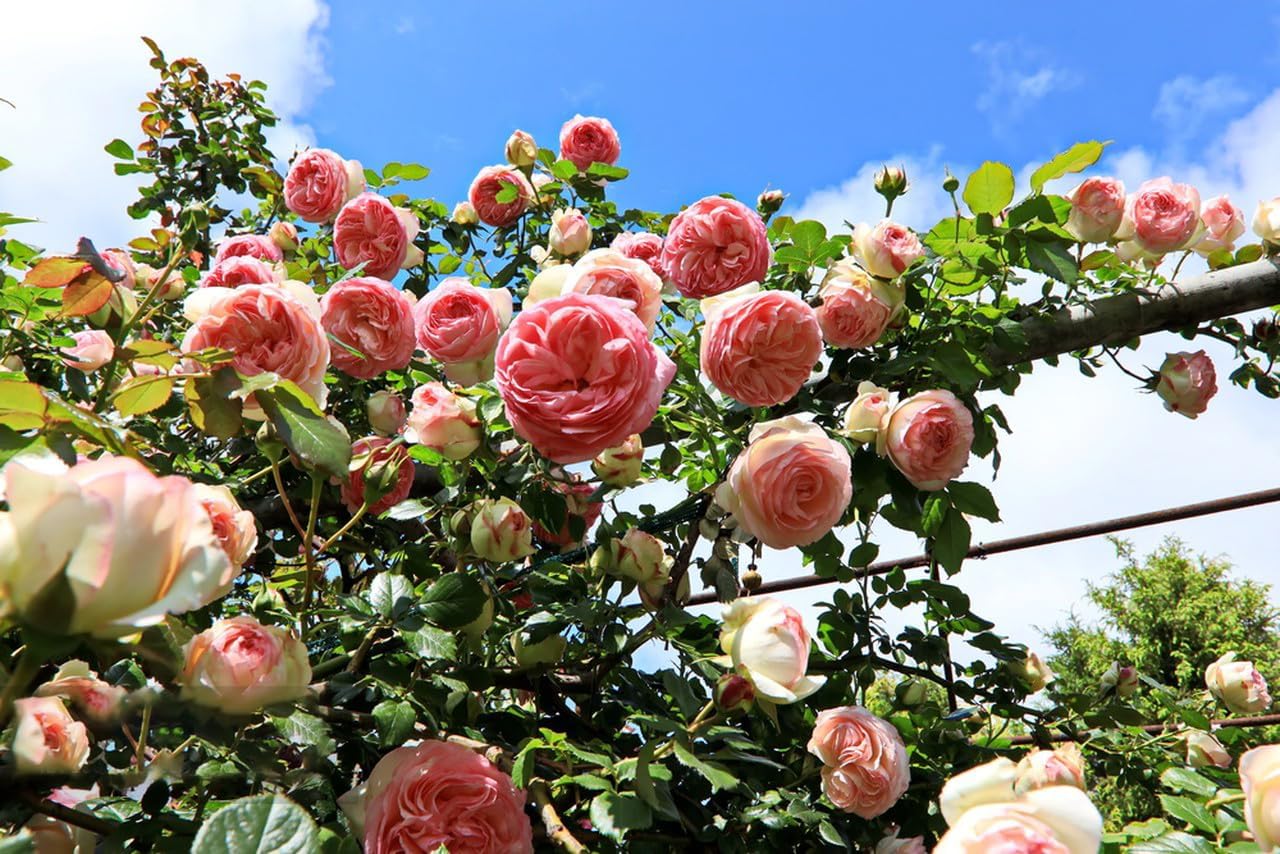 200+ Climbing Rose Seeds for Planting Outdoors - Vibrant Vine Flower, Long-Blooming Ornamental Garden Blooms (Pink)