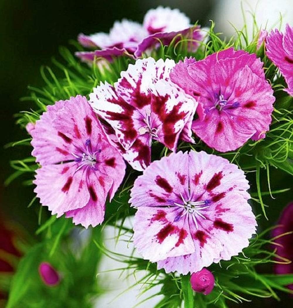 Sweet William Flower Seeds, 100 Count COOL BEANS N SPROUTS Brand. Non-GMO. Home Gardening.
