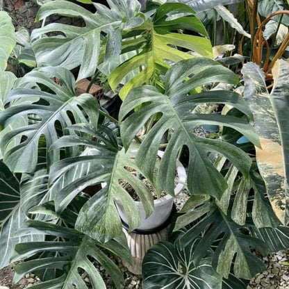 Deliciosa Monstera Plant Live, Swiss Cheese Philodendron Indoor Houseplant 4-9 Inches, Tropical Philodendron