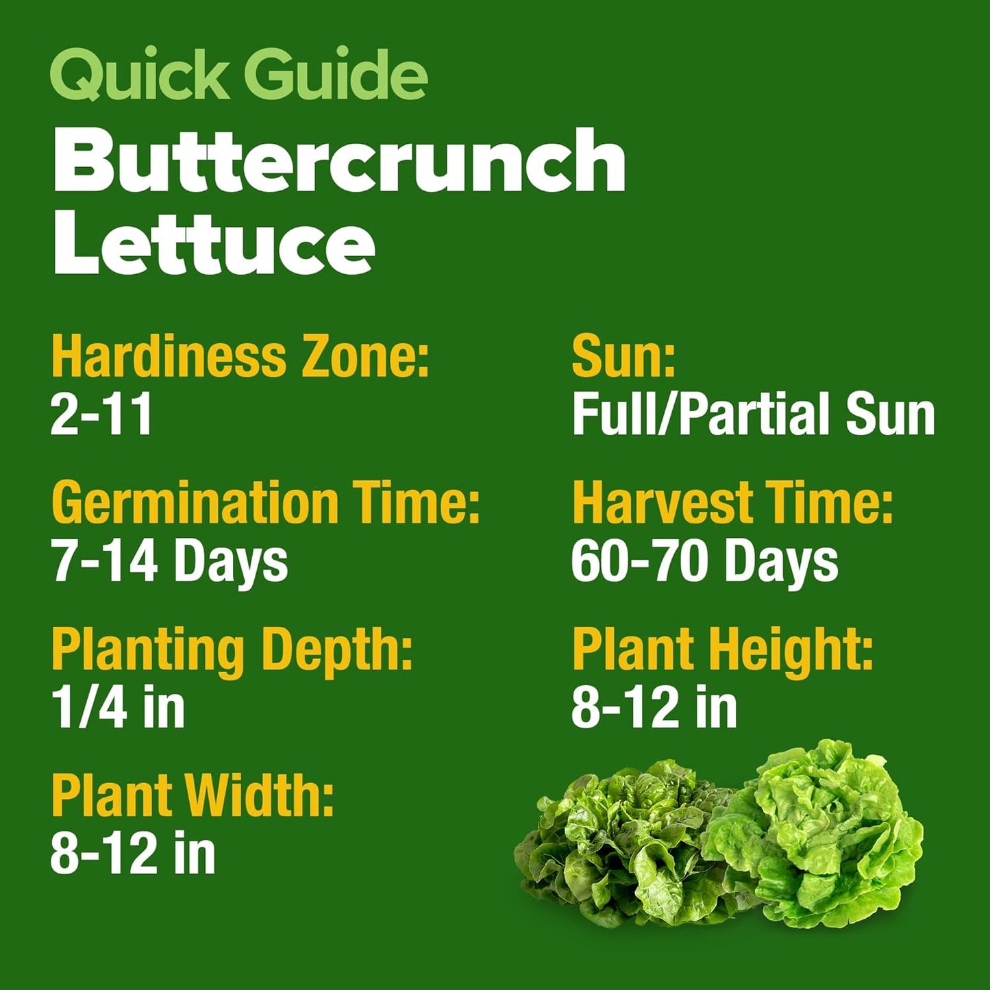 HOME GROWN Buttercrunch Lettuce Seed Pack - 3950 𝗡𝗢𝗡-𝗚𝗠𝗢 𝗨𝗦𝗔 Vegetable Seeds - Ideal Seeds for Hydroponic Garden Indoor Premium and Heirloom Butter Lettuce Seeds for Planting (Lactuca sativa)