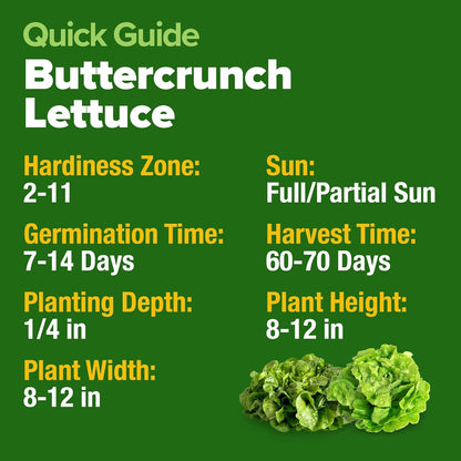 HOME GROWN Buttercrunch Lettuce Seed Pack - 3950 𝗡𝗢𝗡-𝗚𝗠𝗢 𝗨𝗦𝗔 Vegetable Seeds - Ideal Seeds for Hydroponic Garden Indoor Premium and Heirloom Butter Lettuce Seeds for Planting (Lactuca sativa)