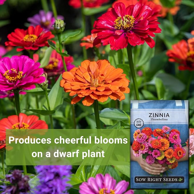 Sow Right Seeds - Thumbelina Zinnia Seeds for Planting - Beautiful to Plant in Your Flower Garden - Non-GMO Heirloom Packet with Instructions - Annual Cut and Come Again for Bouquets (2)