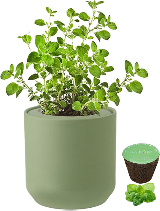 Hydroponic Herb Growing Kit, Self-Watering Kitchen Herb Garden Starter Kit with Green Ceramic Pot and Seeds (Oregano)