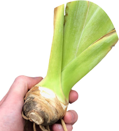 Easy to Grow Bearded Iris Paprika Fono - 9 Plant Bulbs Rhizomes, Burgundy Red & Yellow Flowers in Spring to Fall, Full Sun Low Maintenance