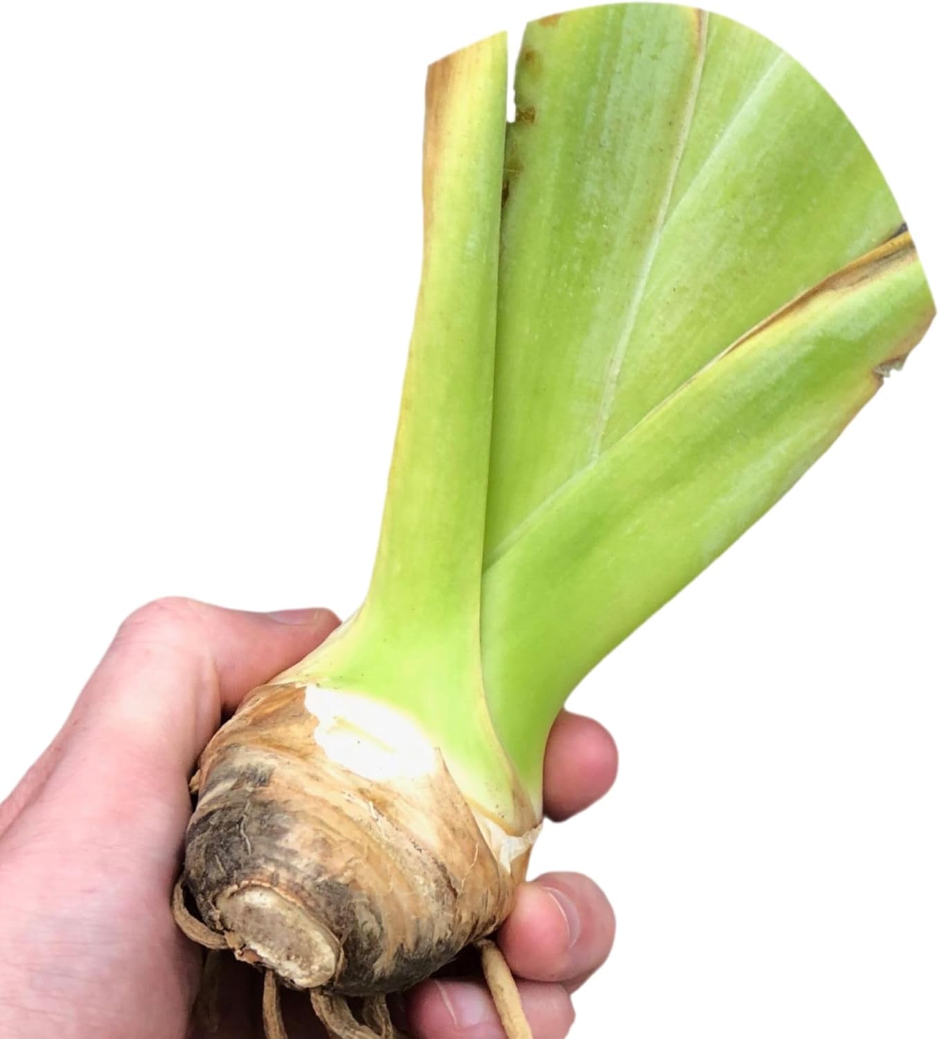 Easy to Grow Bearded Iris Victoria Falls - 3 Plant Bulbs Rhizomes, Lavender Blue & White Flowers in Spring to Fall, Full Sun Low Maintenance