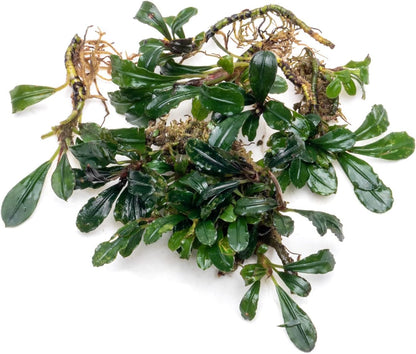 SubstrateSource Bucephalandra Arrogant Blue Live Aquarium Plant - Natural Freshwater Fish Tank Decorations and Aquatic Decor (Small Clump (3-5 Plants))