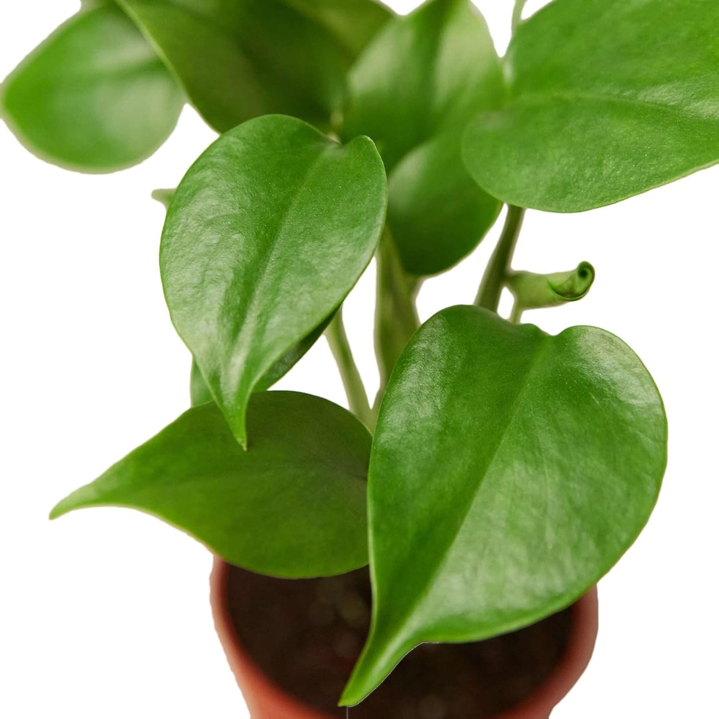 Philodendron Monstera Split-Leaf Live Plant for Indoor | Different Houseplants in 4'' & 6'' Pot | Real House Plant for Living Room, Office, Desk & Bathroom | Swiss Cheese
