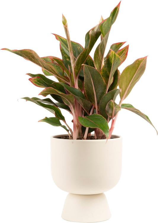 Costa Farms Red Chinese Evergreen Live Indoor Plant, Easy Care Houseplant in Modern Decor Planter, Excellent Housewarming Gift, Unique Home Decor, Room Décor, 15-Inches Tall