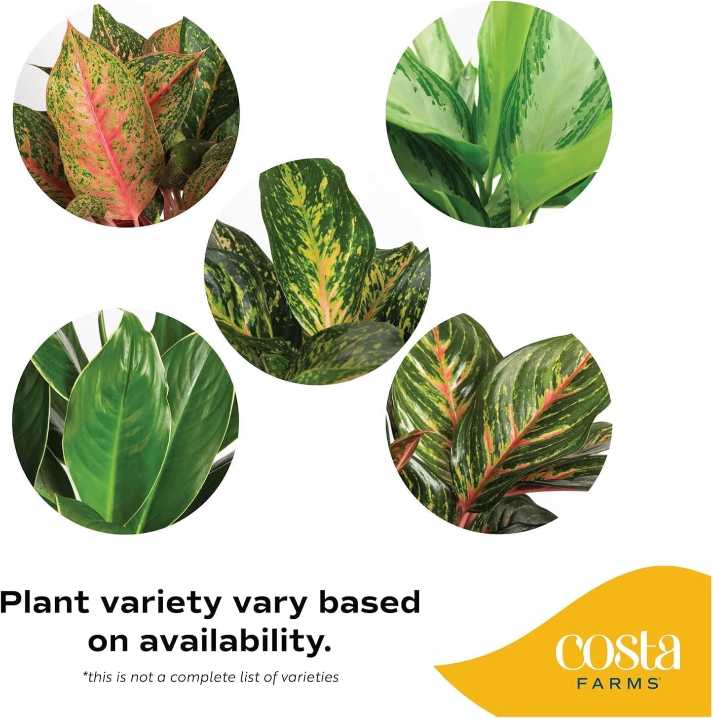 Costa Farms Chinese Evergreen, Live Indoor Plant Aglaonema, Potted in Modern Decor Planter Pot with Soil, Live Houseplant Gardening Gift, Tabletop, Office, or Home Décor, 14-Inches Tall