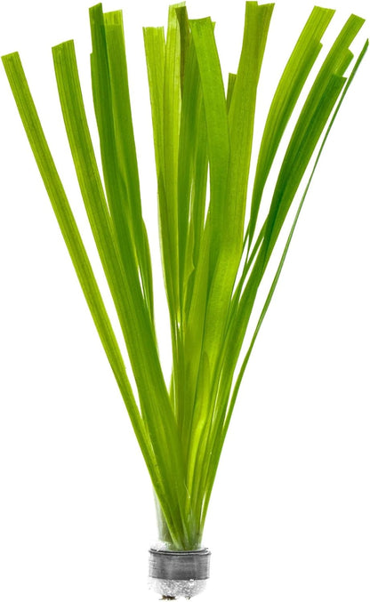 SubstrateSource Live Plant - Tall Grass, Red Jungle Vallisneria (Vallisneria gigantea 'Rubra') - Easy Care, Moderate to High Light, Reddish Green, Background - Lead Bunch, 4 Pack