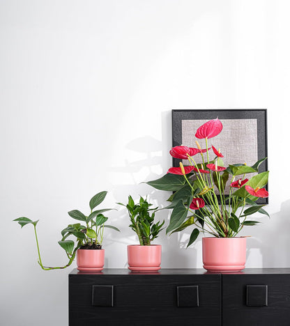 Ton Sin Plant Pots, 4.1+5.1+6.5 inch, Set of 3, Ceramic Planters with Drainage Hole and Saucer, Indoor Flower Pot Gifts for Mom(Matte Orange)