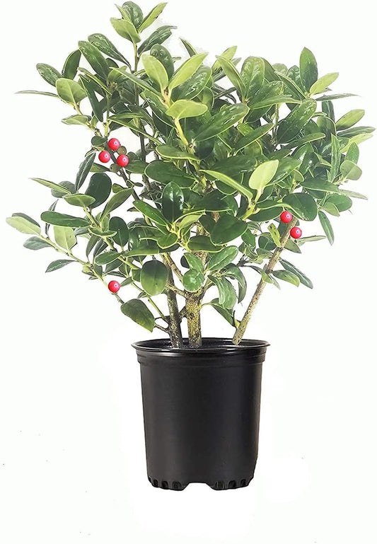 Burfordi Holly | 1 Quart Size Plant | Ilex Cornuta | Fast Growing Evergreen Shrubs, Privacy Hedge