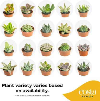 Costa Farms Mini Succulent Live Plants in Plastic Pots, Easy to Maintain Indoor Succulents, Houseplants for Home, Room, or Office Decor, House Warming or Birthday Gift, 2-3.5 Inches Tall, Pack of 6