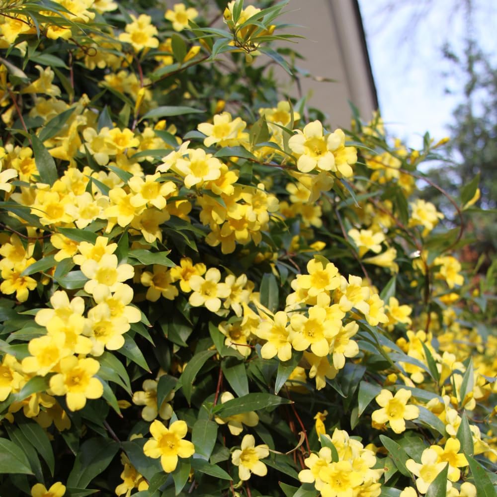 Jasmine Plant, Fragrant Jasmine Flower Vine 4-8 Inches Well Rooted for Container, Hanging Basket Growing (Vibrant Yellow)
