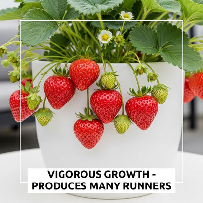 Ozark Beauty Strawberry Plants (5 Live Plants) – Everbearing Variety for Home Gardens – Grow Your Own Fresh, Sweet Strawberries – Perfect for Strawberry Shortcake