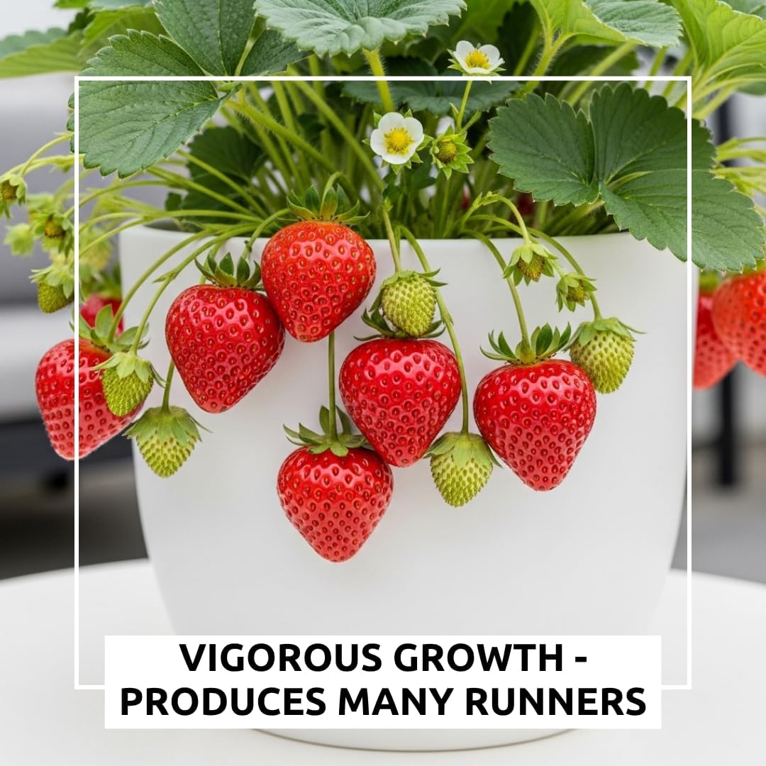 Ozark Beauty Strawberry Plants (25 Plants) – Everbearing Variety for Home Gardens – Grow Your Own Fresh, Sweet Strawberries – Perfect for Eating Fresh, Baking, and Jam Making