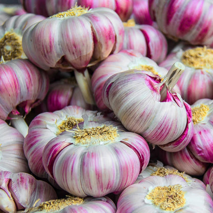 1 Pound Hard Neck Garlic for Planting in Fall, Red Garlic Bulb for Planting, Fresh and High Yield, Cold Hardy, Planting Softneck Hardneck