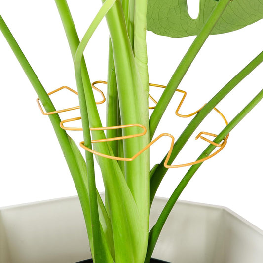 6PCS Iron Monstera Plant Support, Uniquely Designed Indoor Plant Accessories, Stable Plant Support