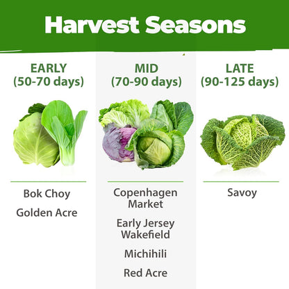 HOME GROWN 7 Cabbage Seeds for Planting - 2000+ Heirloom 𝗡𝗢𝗡-𝗚𝗠𝗢 𝗨𝗦𝗔 Seeds - Golden Acre,BokChoy,Savoy,Michihili, Red Acre, Copenhagen Market,Jersey Wakefield - Vegetable Seeds for Planting