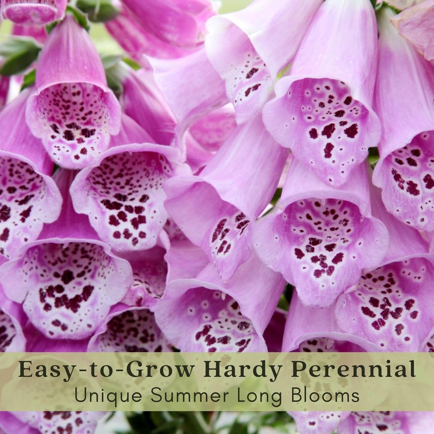 Clovers Garden Foxglove (Digitalis purpurea) Camelot Mix Plants – Two (2) Live Plants – Non-GMO - Not Seeds - Each 4" to 8" Tall – in 4" Inch Pots – Tall Flowering Spikes, Hummingbird Favorite