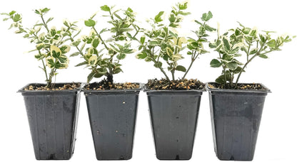 4 Emerald Gaiety Euonymus in 3.5" Nursery Cubes | Euonymus fortunei ‘Emerald Gaiety’ | Live Plants | Variegated Evergreen Shrub for Borders, Groundcover & Containers