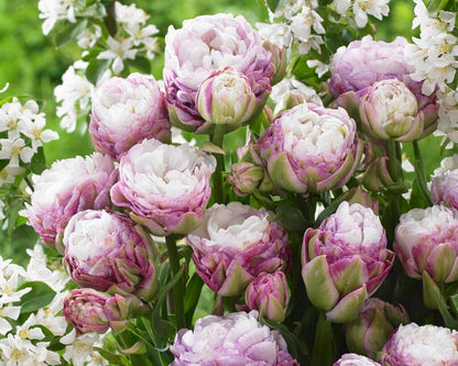 Peggy Wonder Double Late Tulip Bulbs for Planting - Easy to Grow Perennial Tulips (5 Bulbs)