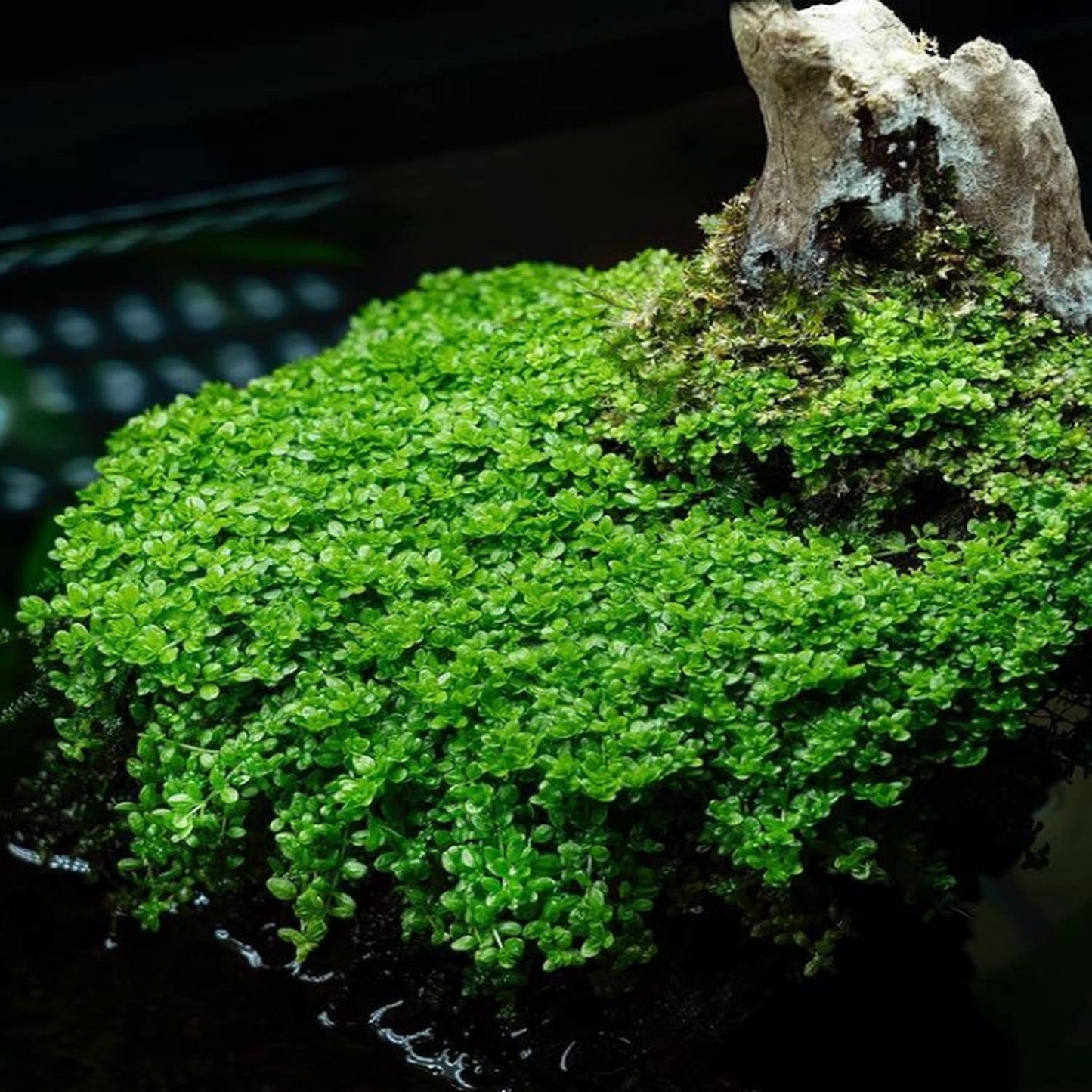Mainam Dwarf Baby Tears Hemianthus Callitrichoides Tissue Culture US Nursery Live Aquarium Plants Decorations Freshwater Fish Tank Aquatic Plant3 Days Pond Tropical