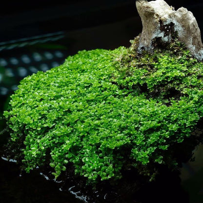 Mainam Dwarf Baby Tears Hemianthus Callitrichoides Tissue Culture US Nursery Live Aquarium Plants Decorations Freshwater Fish Tank Aquatic Plant3 Days Pond Tropical