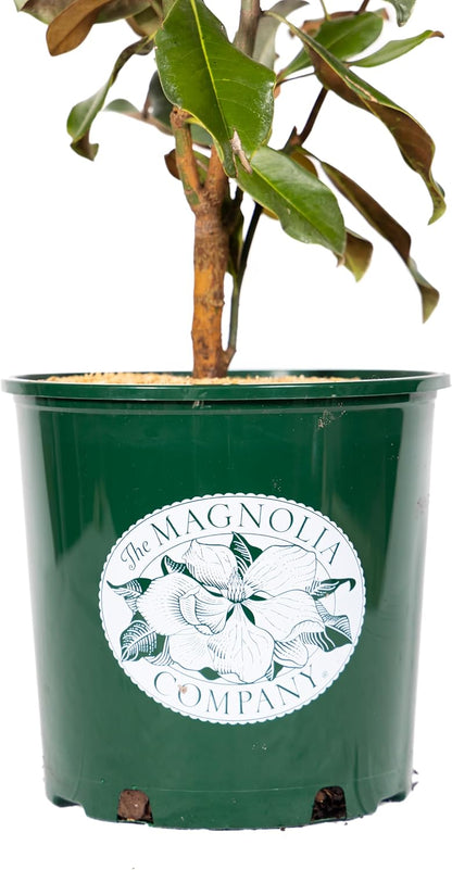 Magnolia Tree Bracken Browns Beauty Variation, Magnolia Flower, Live Plant, 3-4 Feet Tall, Gardening Tree, Southern Landscaping Tree, by The Magnolia Company, Can't Ship to CA, AK, HI, PR