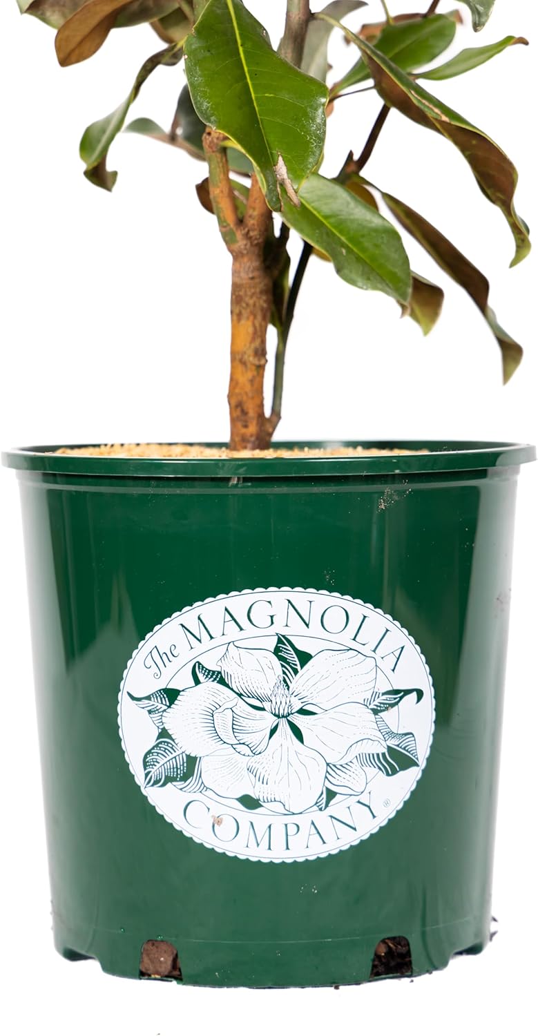Magnolia Tree DD Blanchard Variation, Live Plant, Magnolia Flower, 3-4 Feet Tall, Southern Landscaping Plant Perfect for Home Growers, by The Magnolia Company, Can not Ship to CA, AK, HI, PR