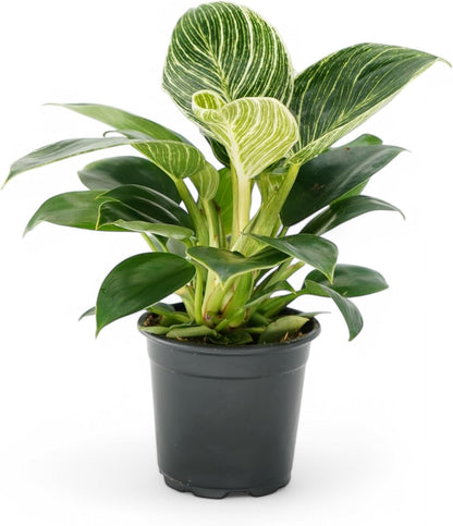 Philodendron Plant Package - 3 Live Philodendron Plants Bundle - Pink Princess, White Princess, and Birken Varieties - Rare Plants Live Houseplants