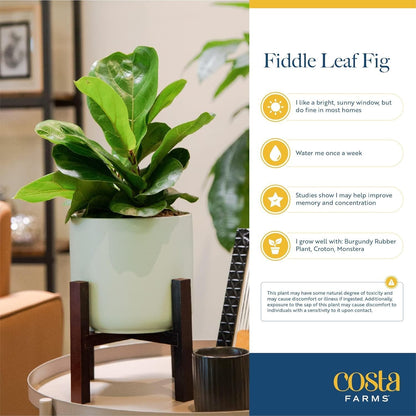 Costa Farms Fiddle Leaf Fig Tree, Live Indoor Floor Plant in Nursery Grow Pot, Clean Air Purifying Houseplant in Potting Soil, Living Room Decor, Housewarming New Home Gift, 3-4 Feet Tall