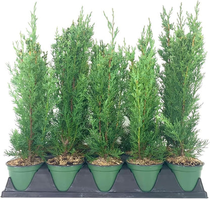 Italian Cypress Tree | 10 Live 4 Inch Pots | Cupressus Sempervirens | Formal Elegant Mediterranean Style Plants
