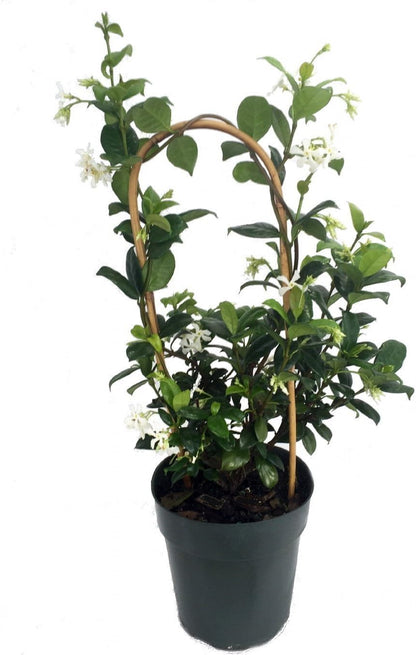 Confederate Star Jasmine Plant - 6" Pot - Extremely Fragrant Vine