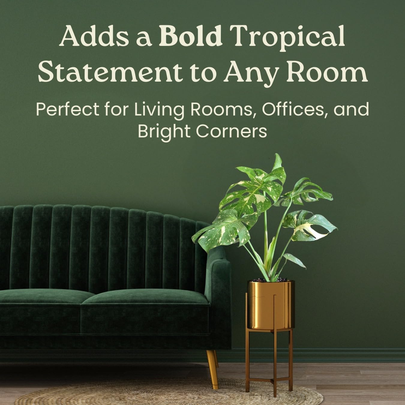 Tropical Plants of Florida Thai Constellation Monstera – Large 3 Gallon Live Plant, 24-28” Tall Including Pot, Rare Tropical Indoor Plant for Home Décor, Variegated Leaves, Shipped Fresh from Farm