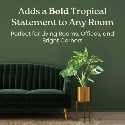 Tropical Plants of Florida Thai Constellation Monstera – Large 3 Gallon Live Plant, 24-28” Tall Including Pot, Rare Tropical Indoor Plant for Home Décor, Variegated Leaves, Shipped Fresh from Farm