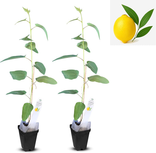 Lemon Eucalyptus (Corymbia citriodora) Live Plant - Fragrant Indoor/Outdoor Plant with Natural