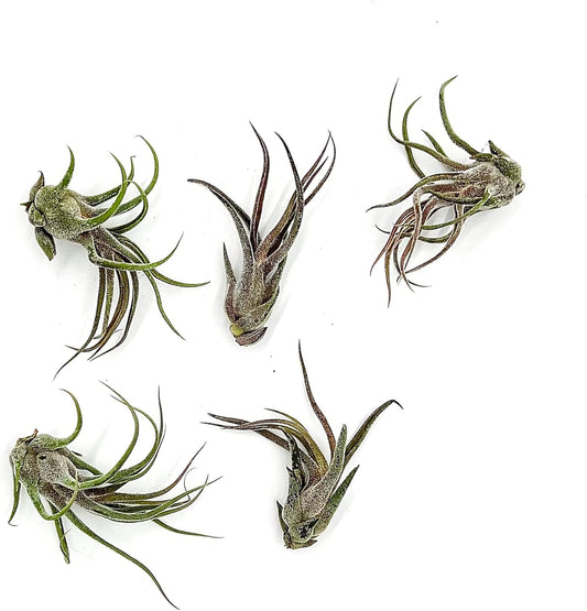 ragnaroc Air Plants - Tillandsia Pruinosa, Large 3-5" - 5ct - Live Arrival Guaranteed - House Plants for Home Decor & Gift
