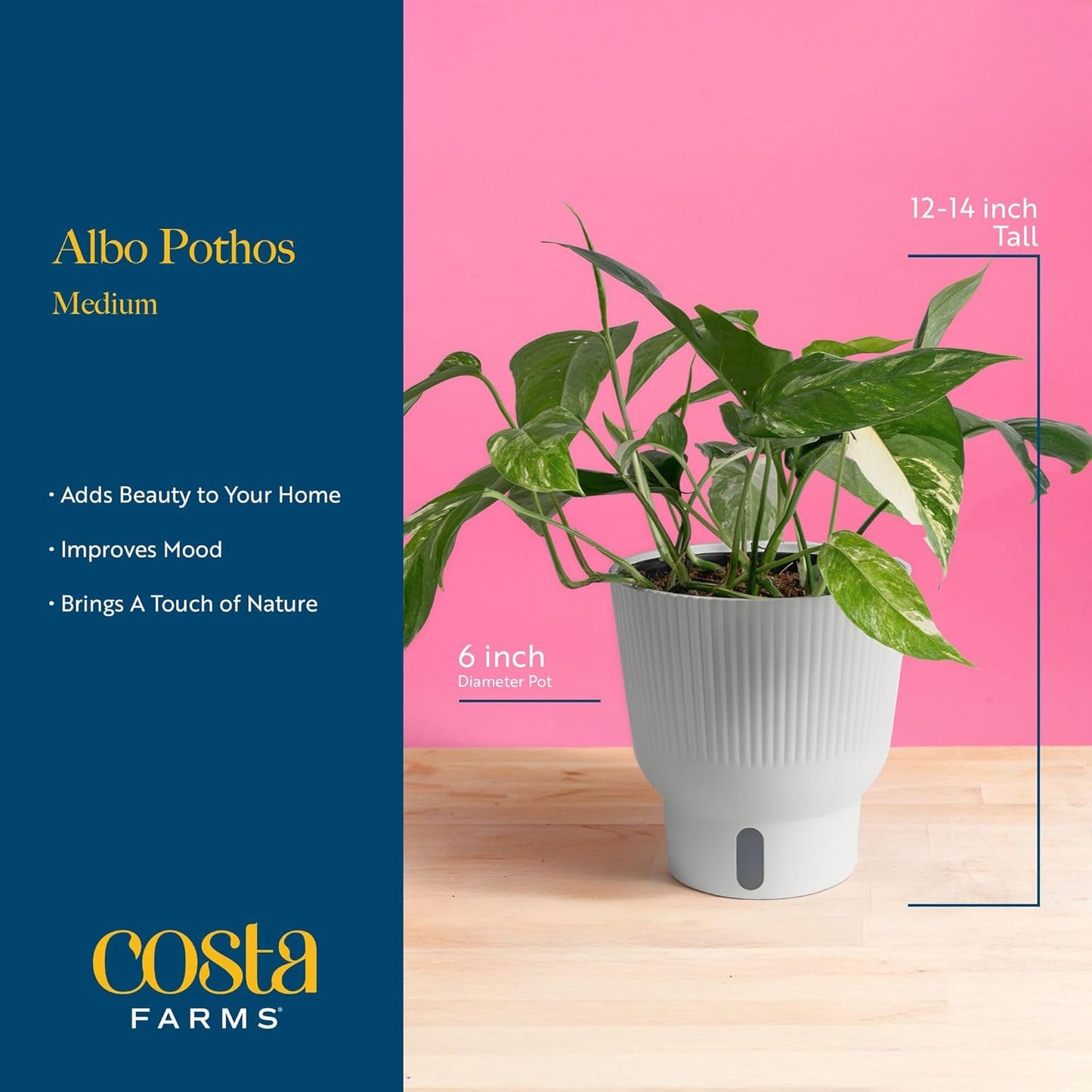 Costa Farms Albo Pothos Live Plant | Easy to Grow Trailing or Climbing Vine Houseplant | 1 Foot Tall | 6-Inch Self-Watering Indoor Plant Pot | Housewarming Gift | Room Decor