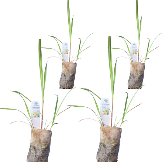 Lemongrass - Cymbopogon citratus. Live Plant. Fragrant, Fresh, Edible. Easy Grow. Indoor/Outdoor.