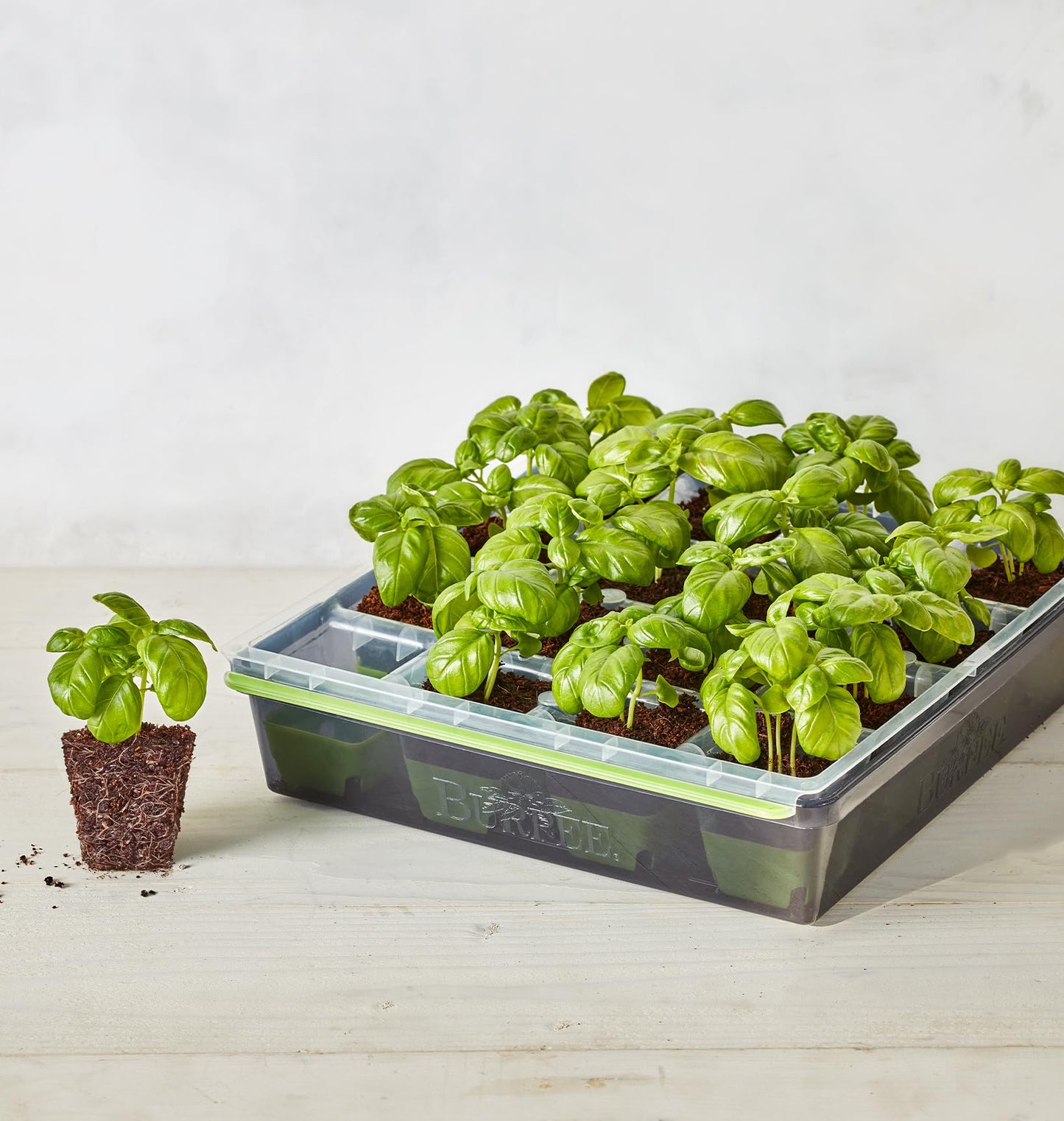 Burpee SuperSeed Starting Tray | 16 XL Cell | Reusable & Dishwasher Safe | for Vegetable, Flower &