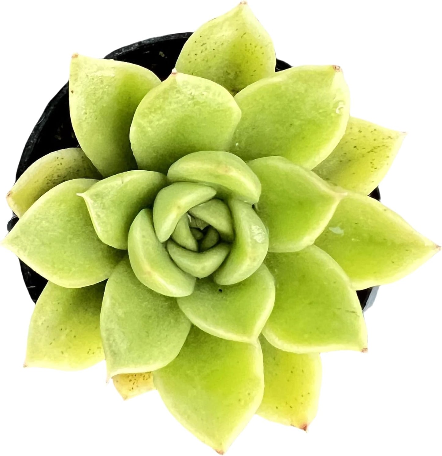 Sprout N Green Echeveria 'Gilva', Live Succulent Plant Fully Rooted in 2" Pots with Soil Mix, Real Houseplant for Indoor Outdoor Home Office Wedding Decoration Party Favor