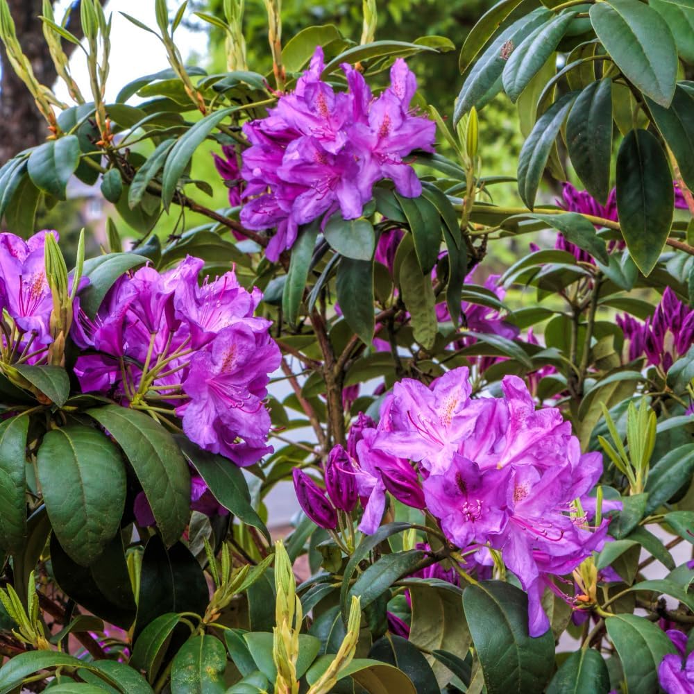Rhododendrons Plant Live, Purple Rhododendron Shrub, Large Flowering Tree 1 Gallon Potted for Gardening