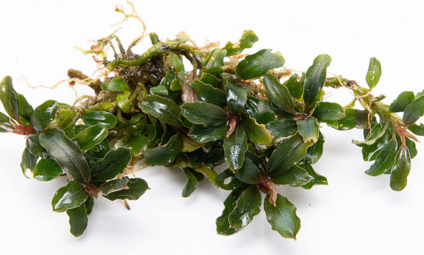 SubstrateSource Bucephalandra Catherinae Mini Live Aquarium Plant - Natural Freshwater Fish Tank Decorations, Aquatic Decor (Plant (10-15 Leaves))
