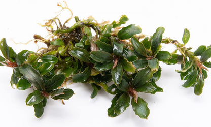 SubstrateSource Bucephalandra Catherinae Mini Live Aquarium Plant - Natural Freshwater Fish Tank Decorations, Aquatic Decor (Plant (10-15 Leaves))
