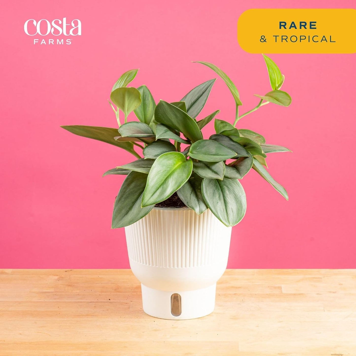 Costa Farms Sterling Silver Scindapsus Live Plant in Self Watering Pot, Indoor Houseplant, Perfect for Home, Room, or Office Decor, Great House Warming or Birthday Gift, 9-12 Inches Tall