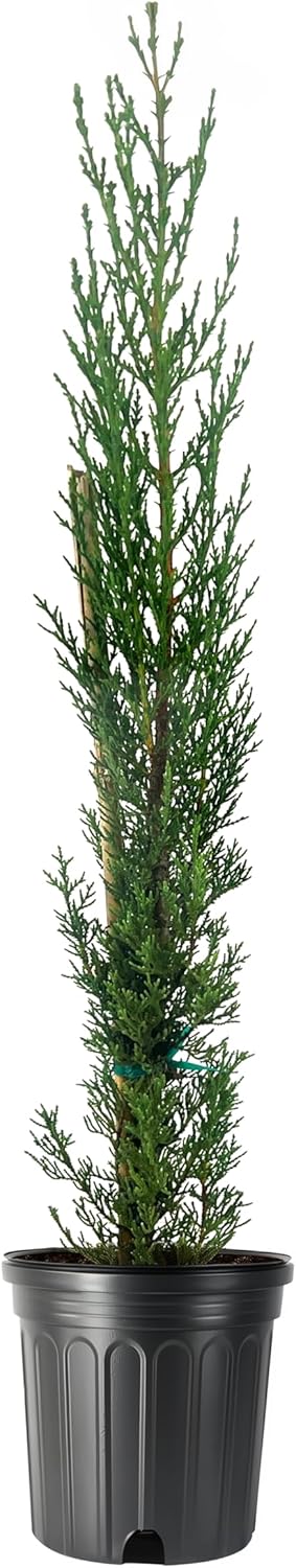 Italian Cypress | 1 Large Gallon Size Tree | Cupressus sempervirens | Narrow Evergreen Plants |
