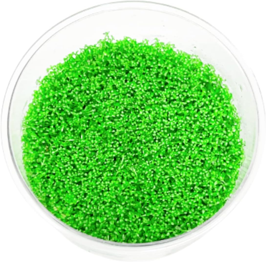 Mainam Dwarf Baby Tears Hemianthus Callitrichoides Tissue Culture US Nursery Live Aquarium Plants Decorations Freshwater Fish Tank Aquatic Plant3 Days Pond Tropical
