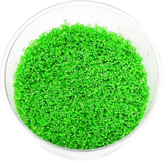 Mainam Dwarf Baby Tears Hemianthus Callitrichoides Tissue Culture US Nursery Live Aquarium Plants