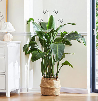2 Set 32'' Taller Plant Trellis for Climbing Plants Indoors & Outdoor, Garden Metal Trellis Plant Support for Potted Plants, Houseplants, Flowers Vine, Ivy, Pothos, Monstera